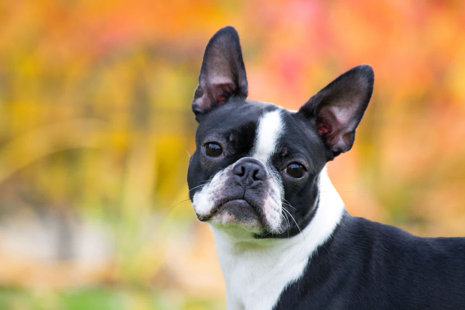 Designer Bully Female - Pocket Bullies - Bando's Designer Bully Kennel | Pet Breeder ...
