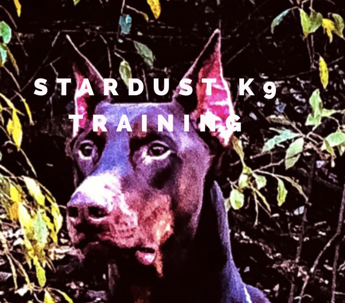 Stardust K-9 Training