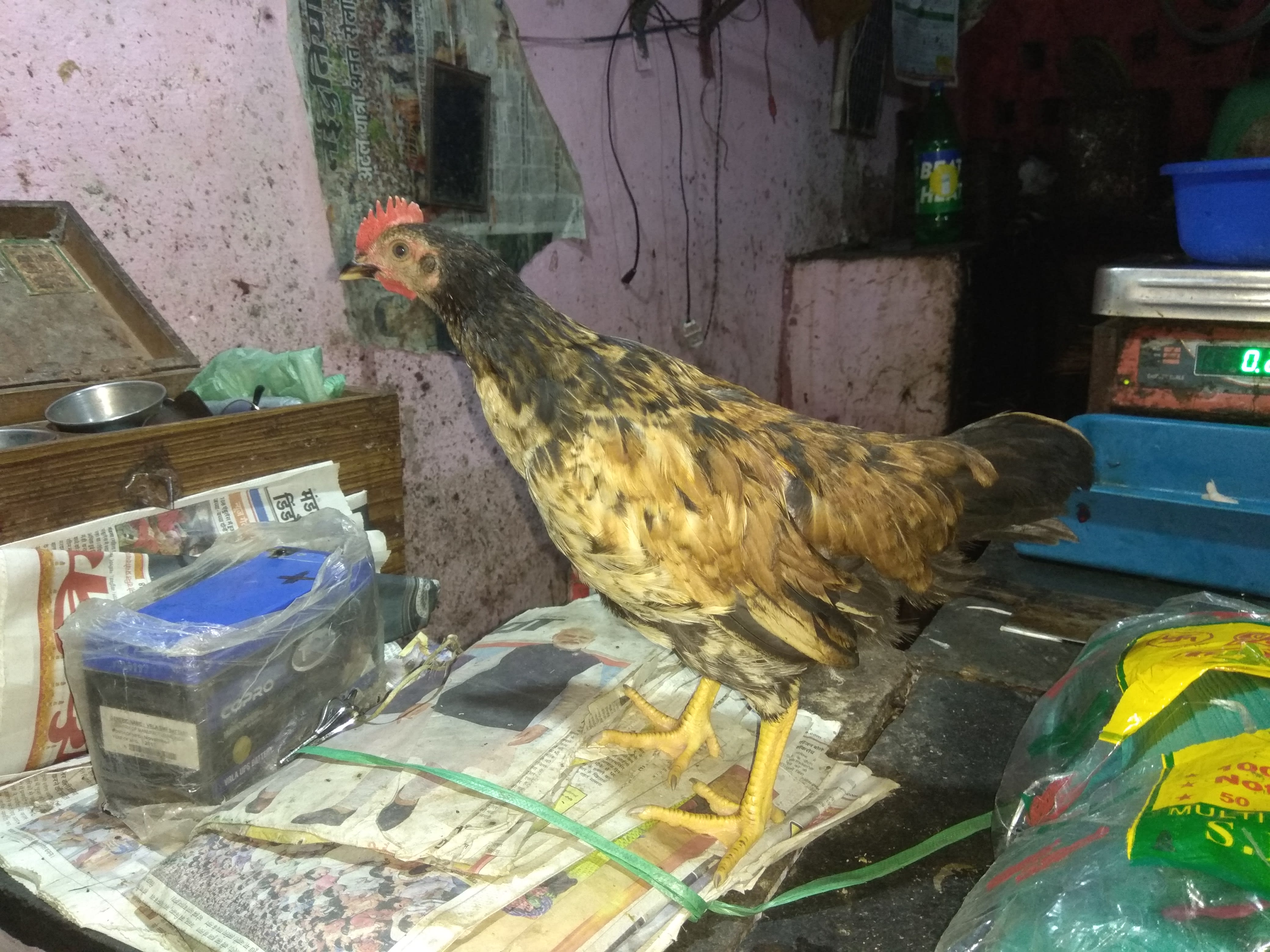 Taj Poultry Farm
