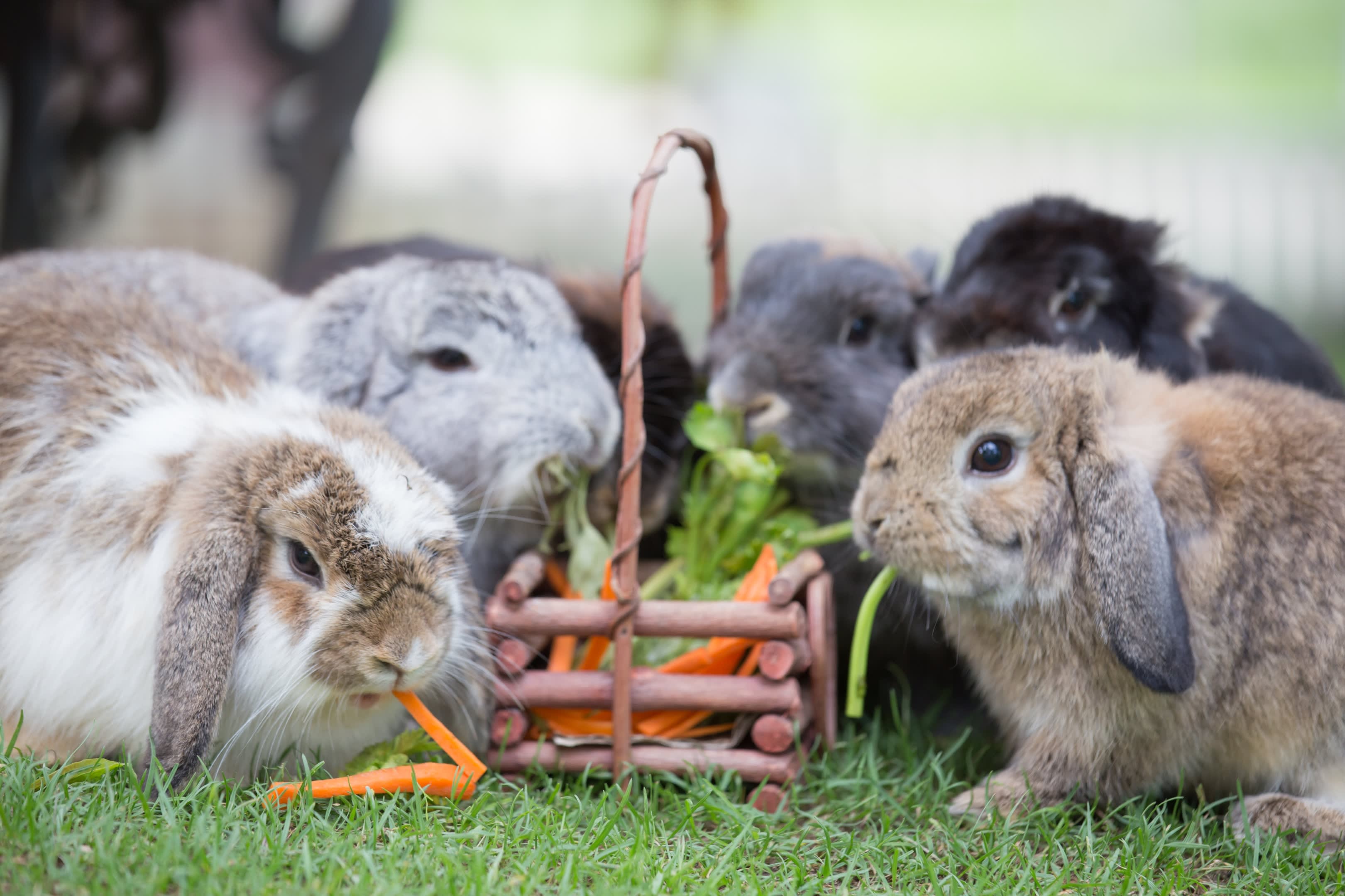 Home Raised Rabbits Mineral Wells Rabbit Breeder Home Raised Rabbits Mineral Wells Rabbit Breeder
