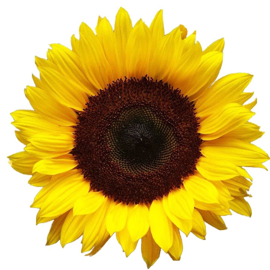 Wild Sunflower Creations