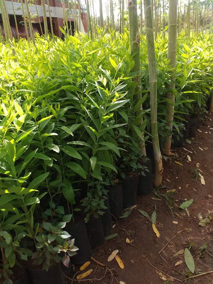 White Sandalwood Plant - Forestry Plant - Nazmin Nursery | Crche & Nursery