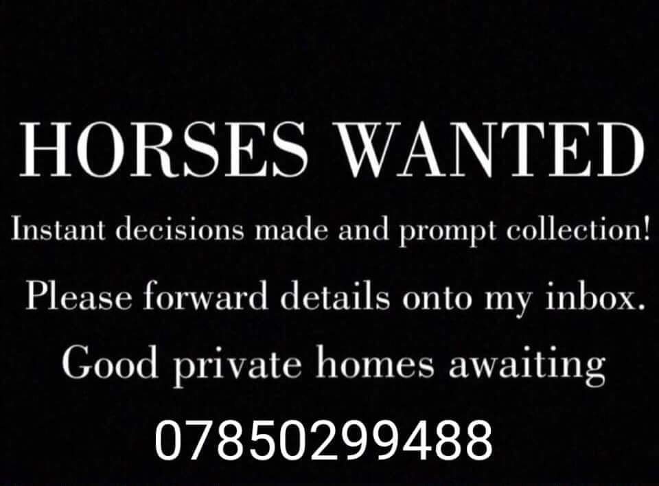 BILLY LOWTHER HORSE DEALER
