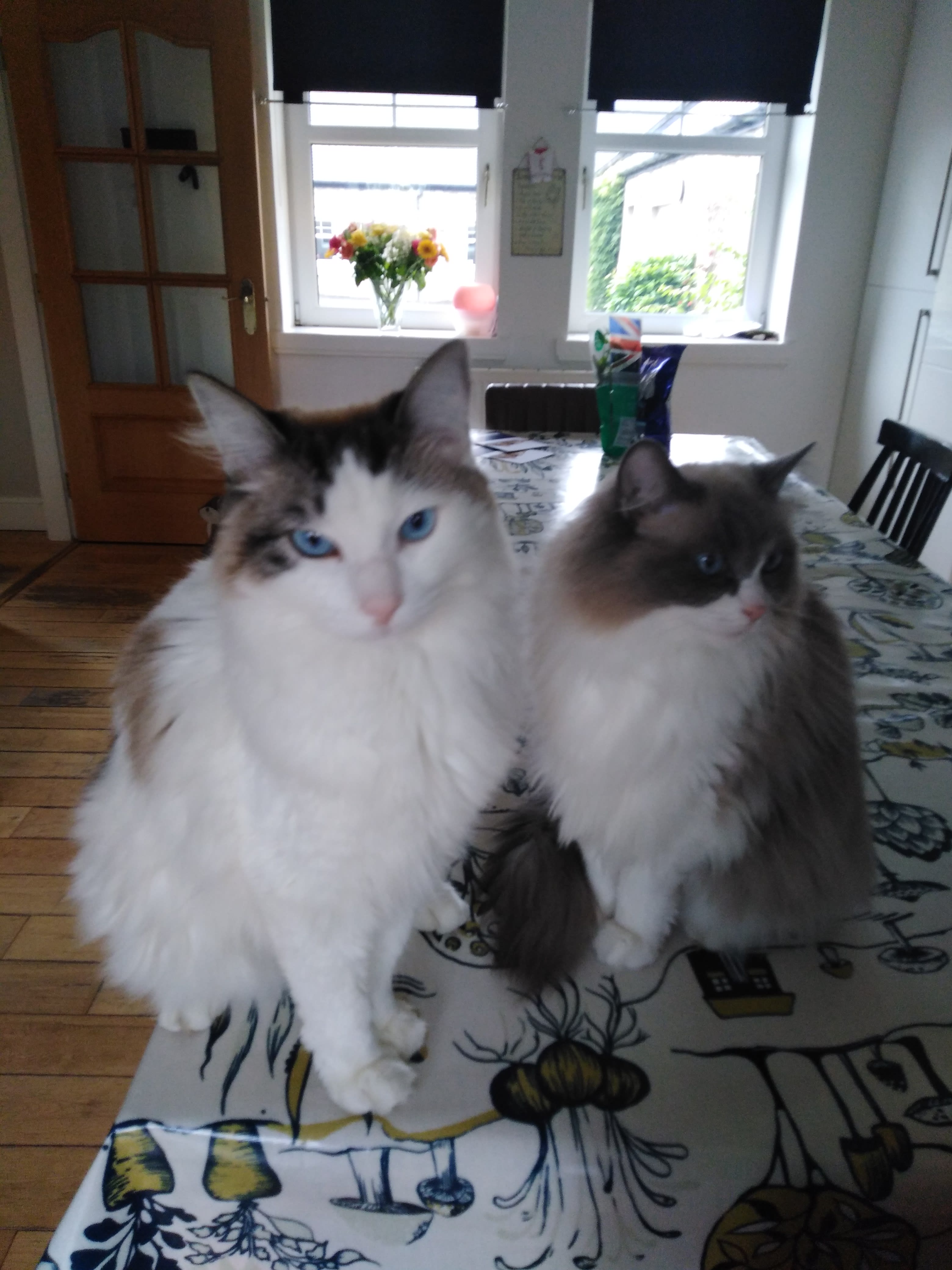 Pet sitting from £9 Pet Care Services Fur Babies UK Dog Walker in