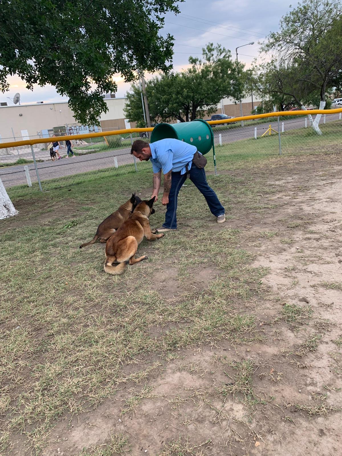 k9-training-school-ruby-a-star-at-stay-and-come-youtube