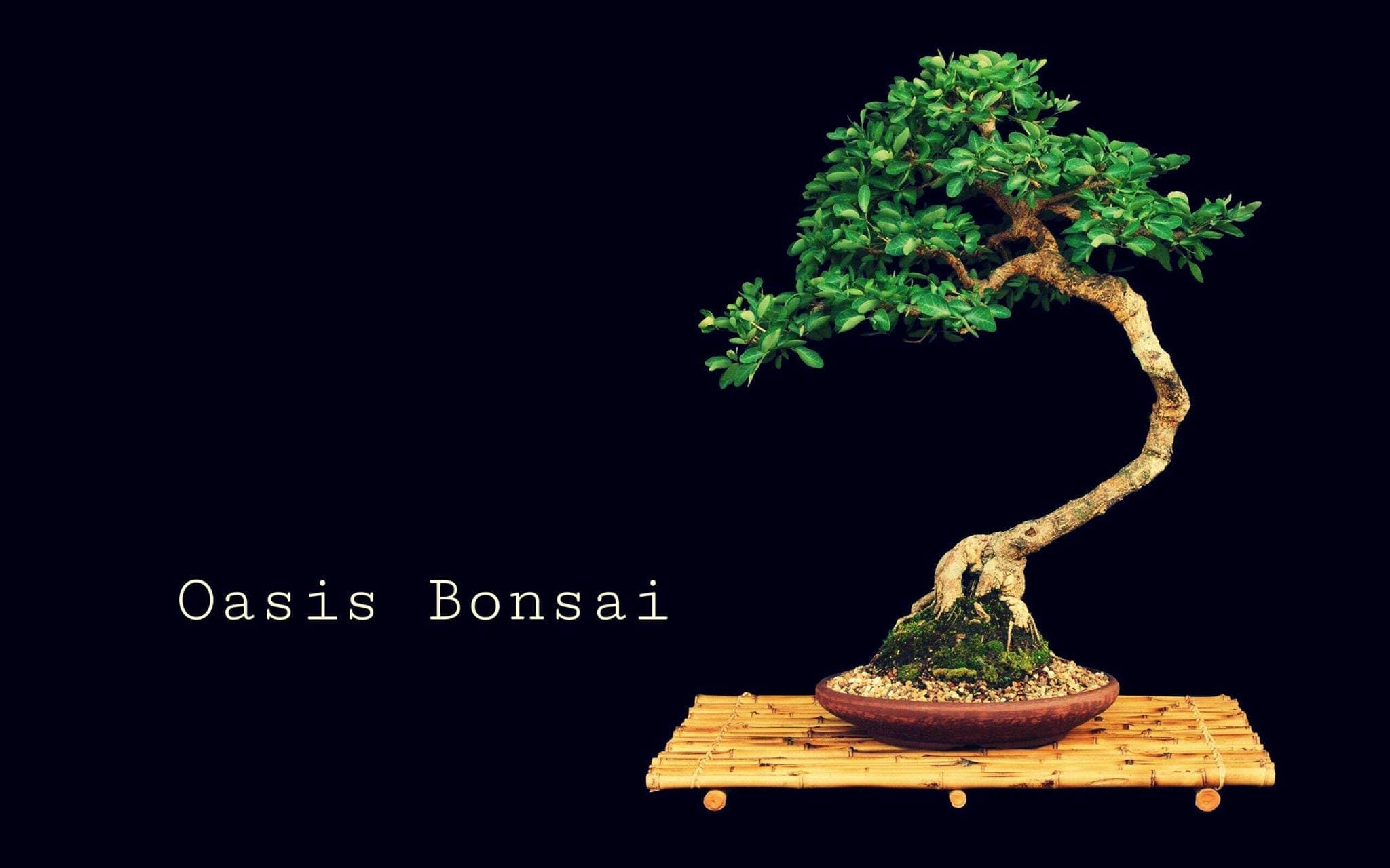 Oasis Bonsai