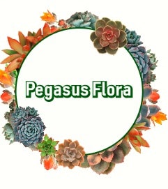 Pegasus Flora