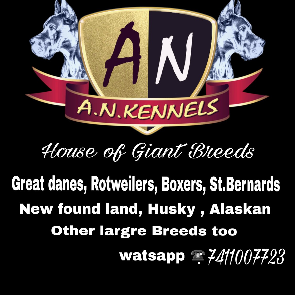 A.N.Kennels [Giant Dogs Breeders]