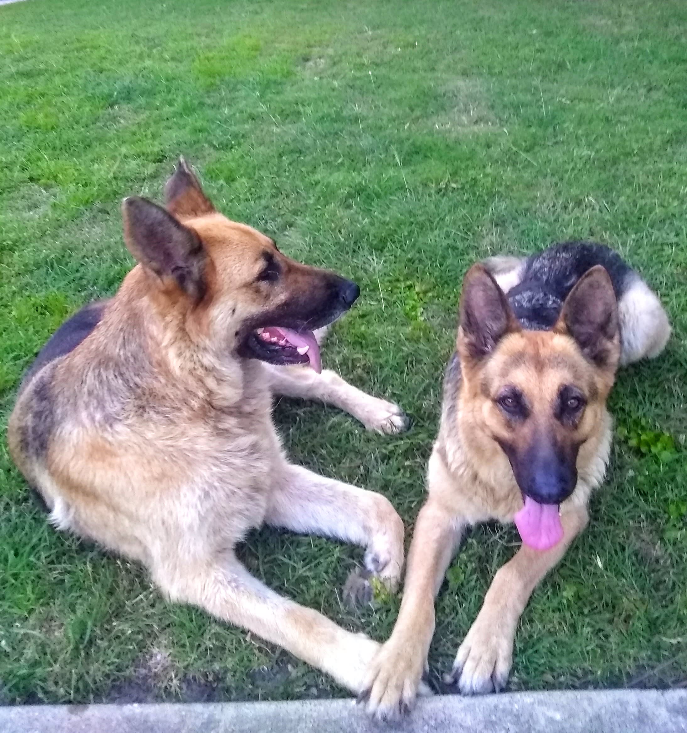 Dog City Dallas Dog Sitter