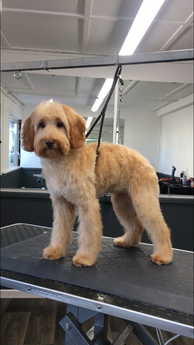 Full Groom Dog Grooming Elite Pet Styling Best dog groomer in Bangor