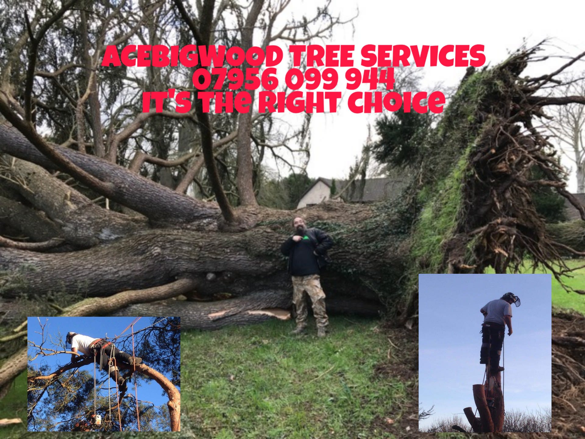 AceBigwood Tree Services