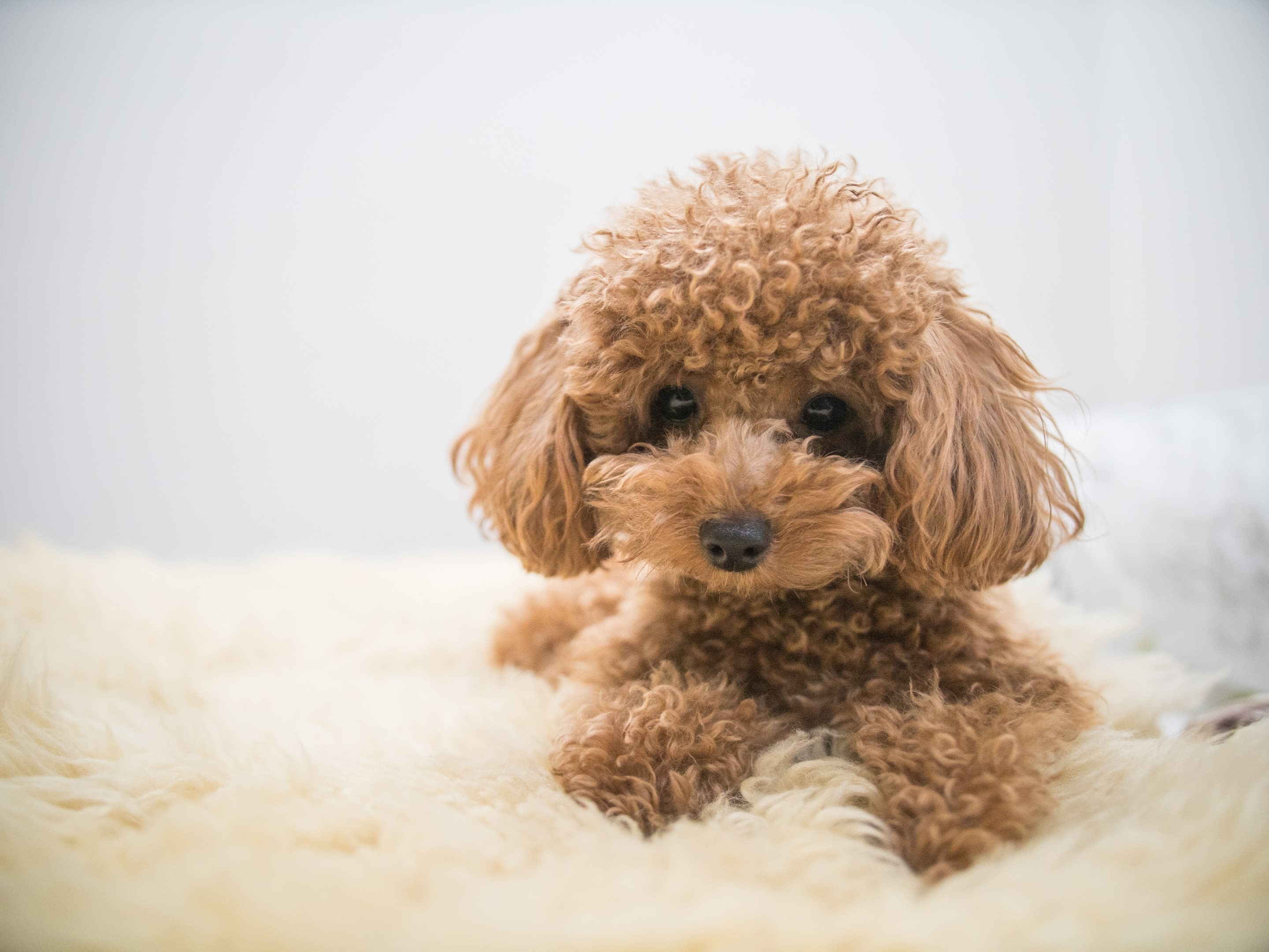 Poodles - Puppies I Offer - Morrissey’s Designer Dogs - Dog Breeder l ...