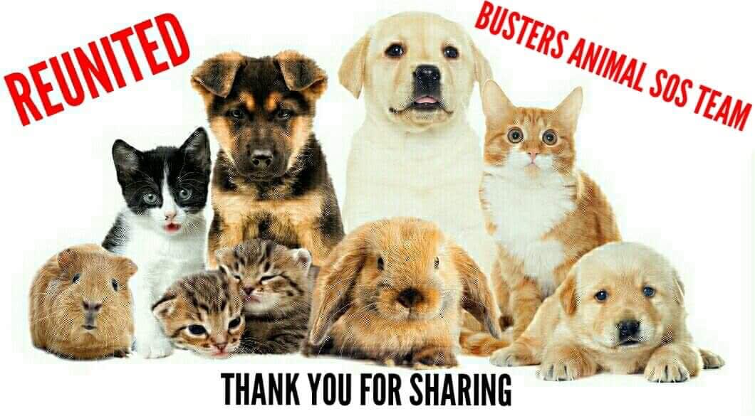 Busters Animal Sos Team