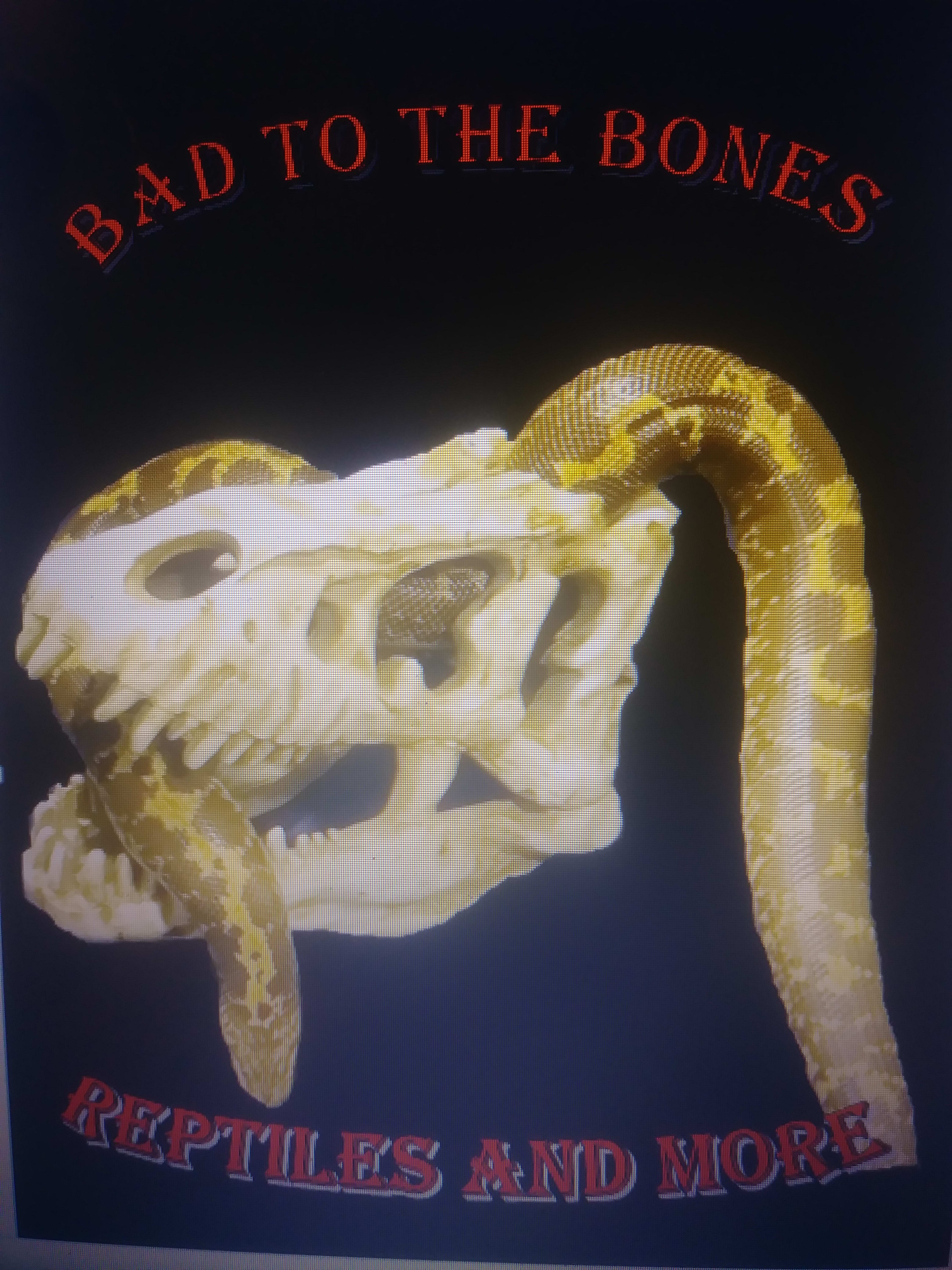 Bad To The Bone Reptiles & More