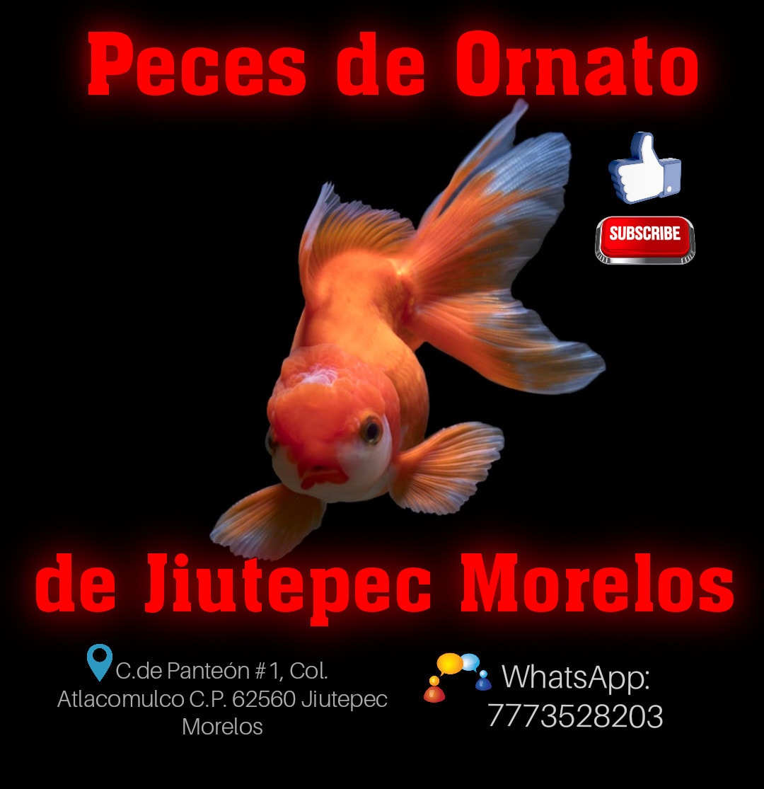Peces de Ornato de Jiutepec Morelos