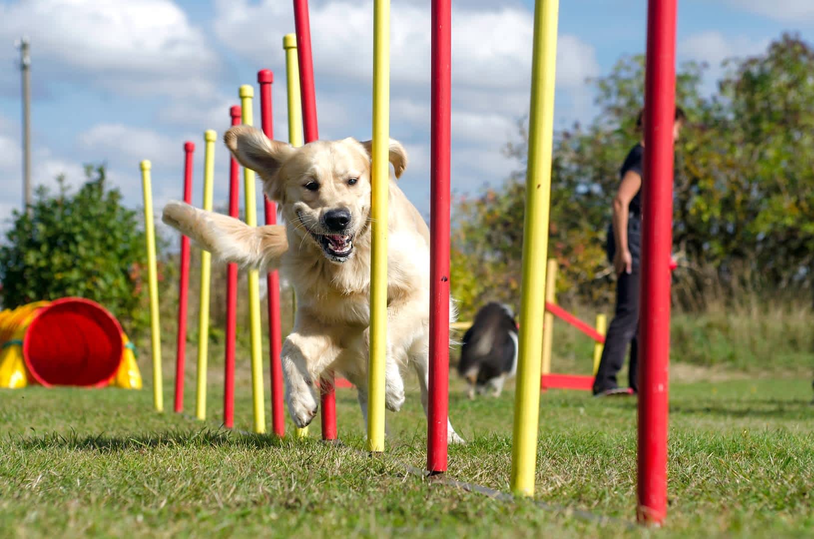 Canine Solutions Dog Training Gloucester