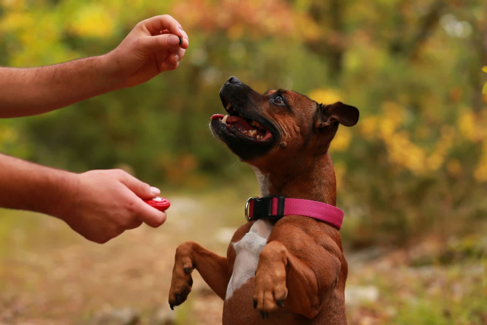 Falconhurse Cane Corsos Dog Training in Apple Valley