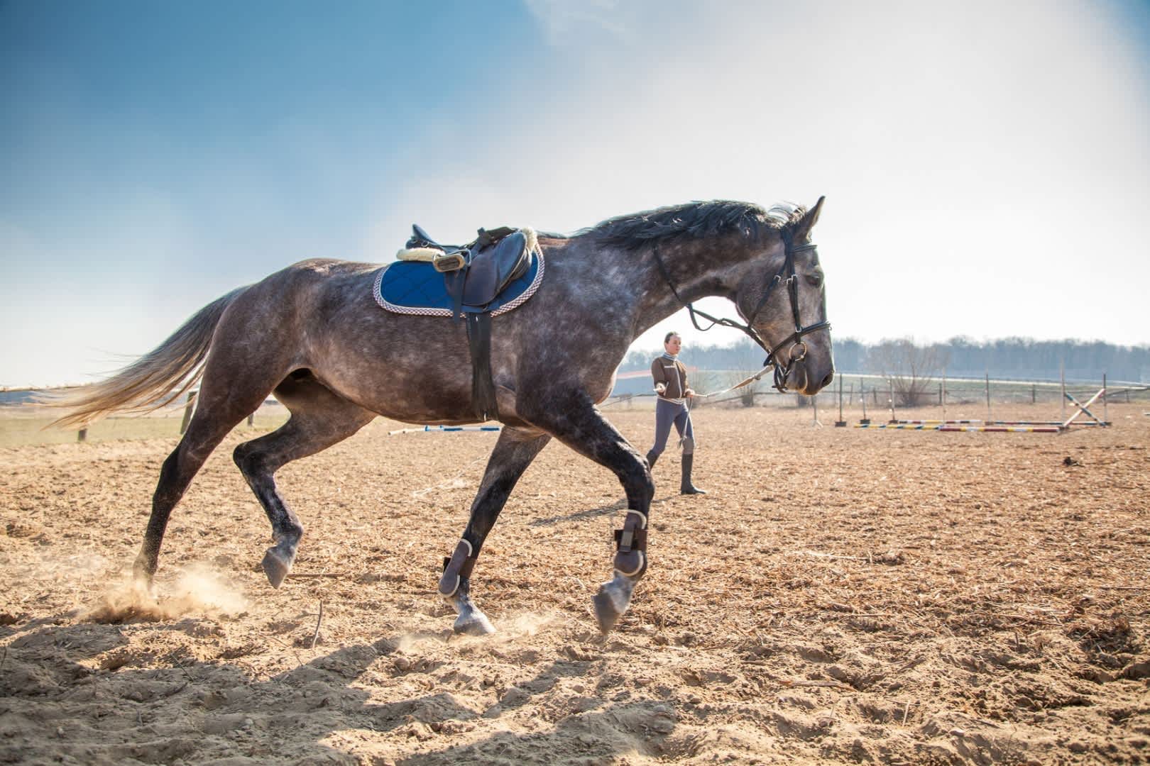 Saddle Warehouse | Equine Products Store in London