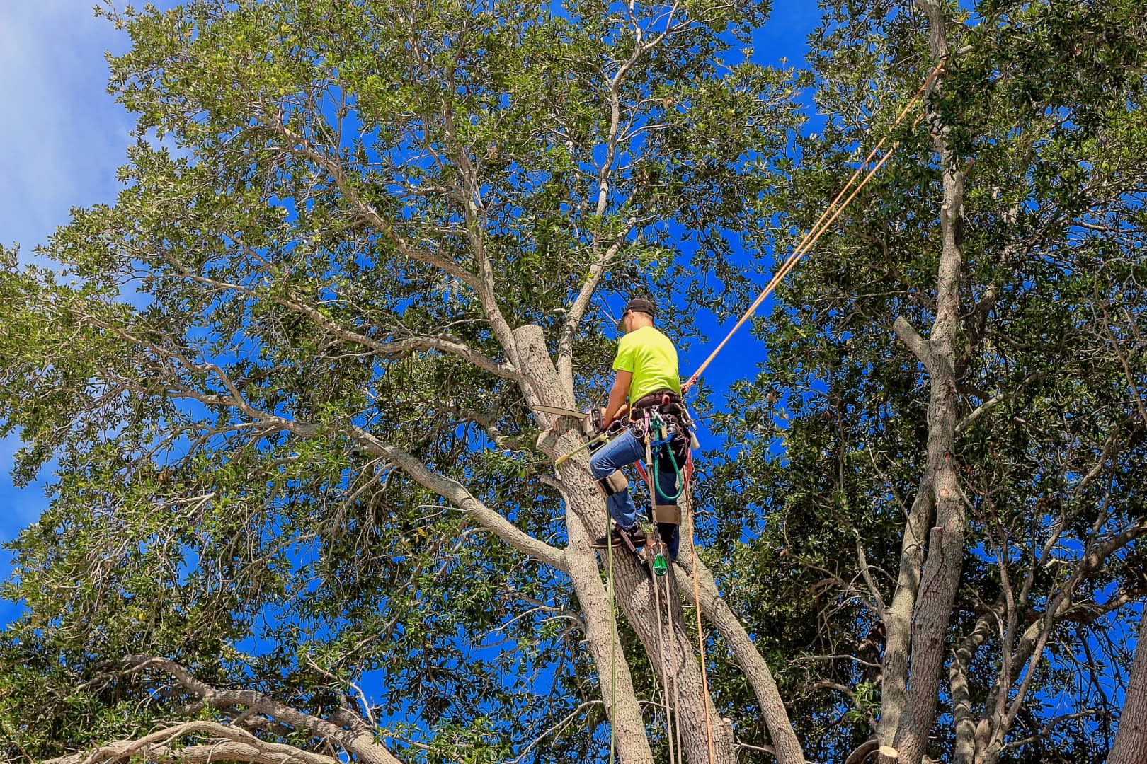 Big G Tree Expert