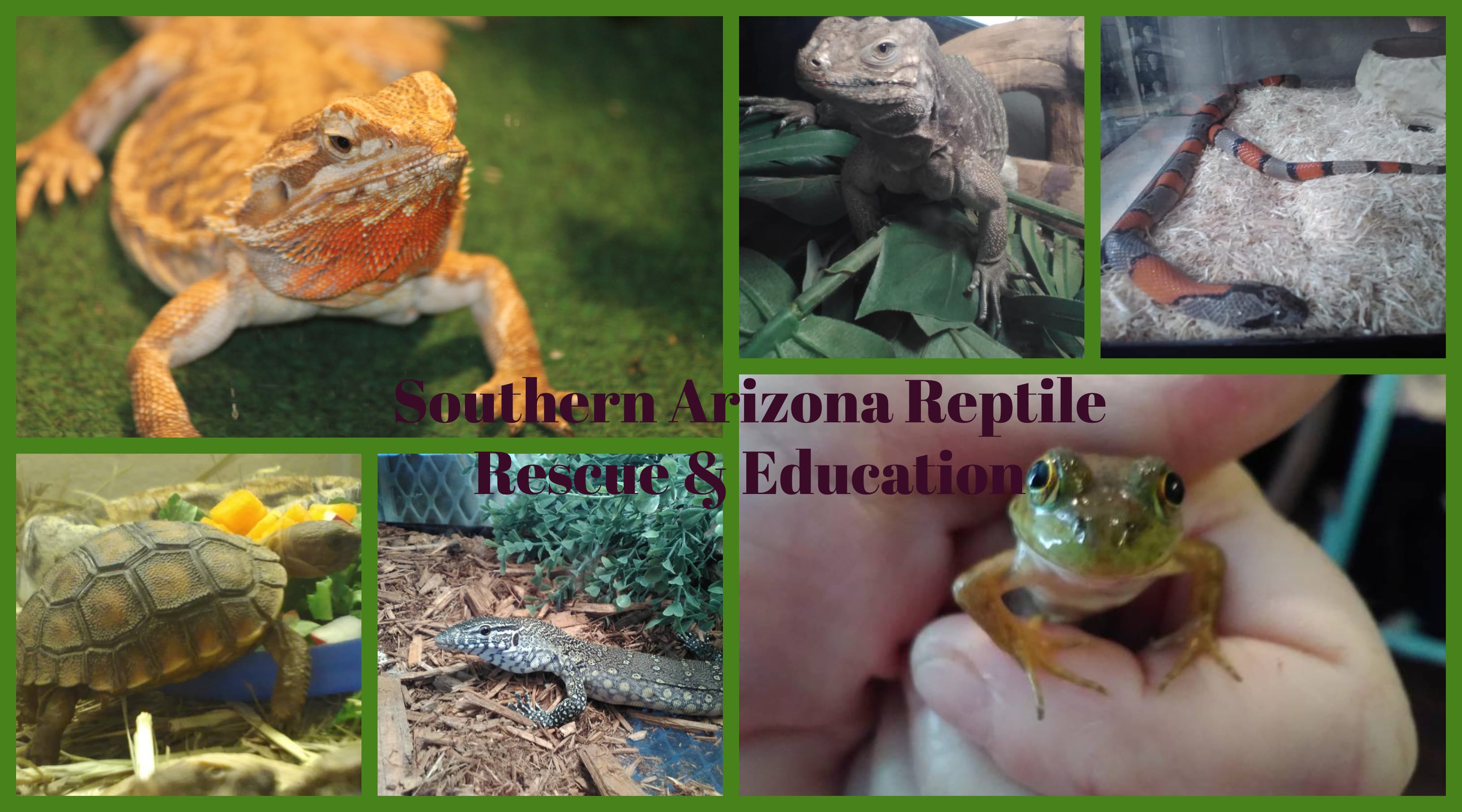 Southern Arizona Reptile Rescue & Education - Animal Shelter | Tucson