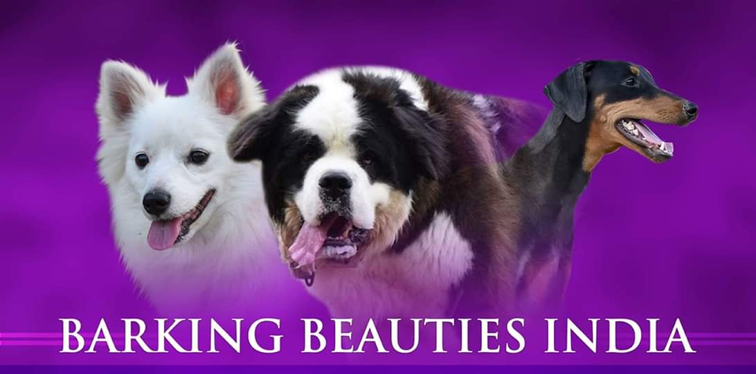 Barking Beauties