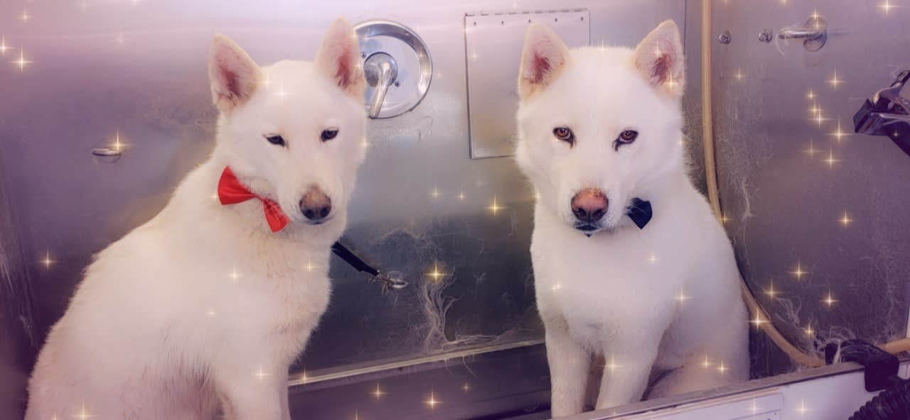 Purrrfect Pooch Mobile Grooming | Lincolnton Dog Groomer Purrrfect Pooch Mobile Grooming | Lincolnton Dog Groomer