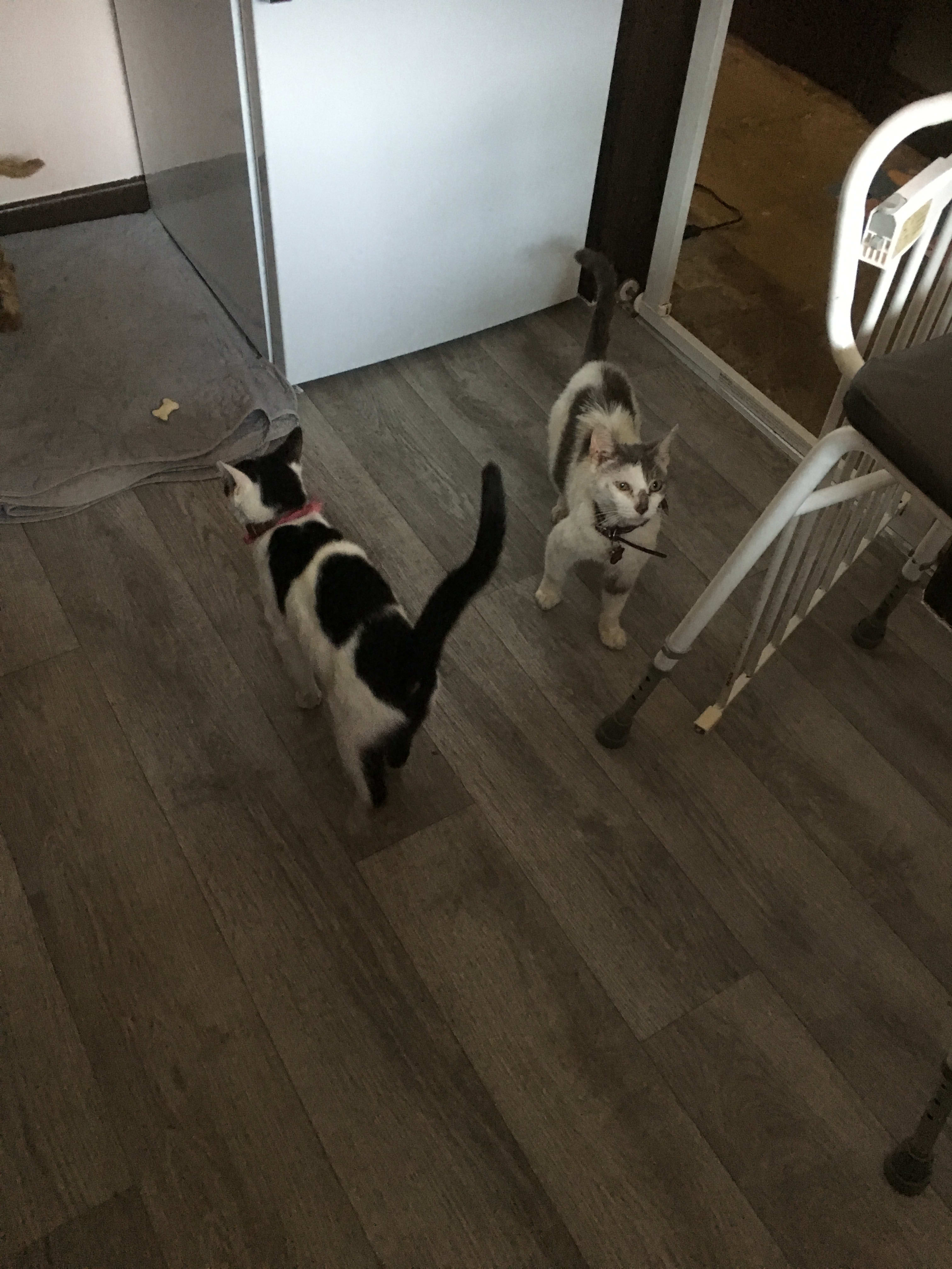 long term pet sitting