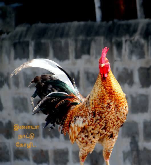 Ilaya Poultry Production