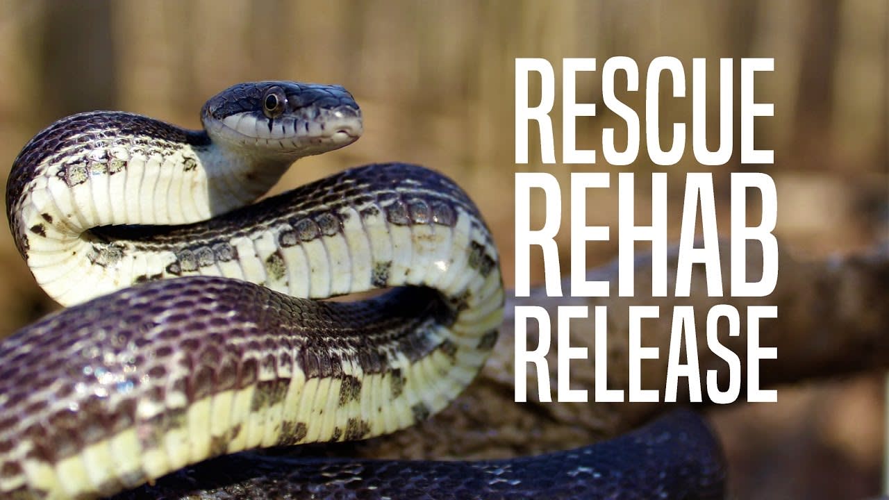 TriCities Reptile Rescue Animal Shelter in Bluff City