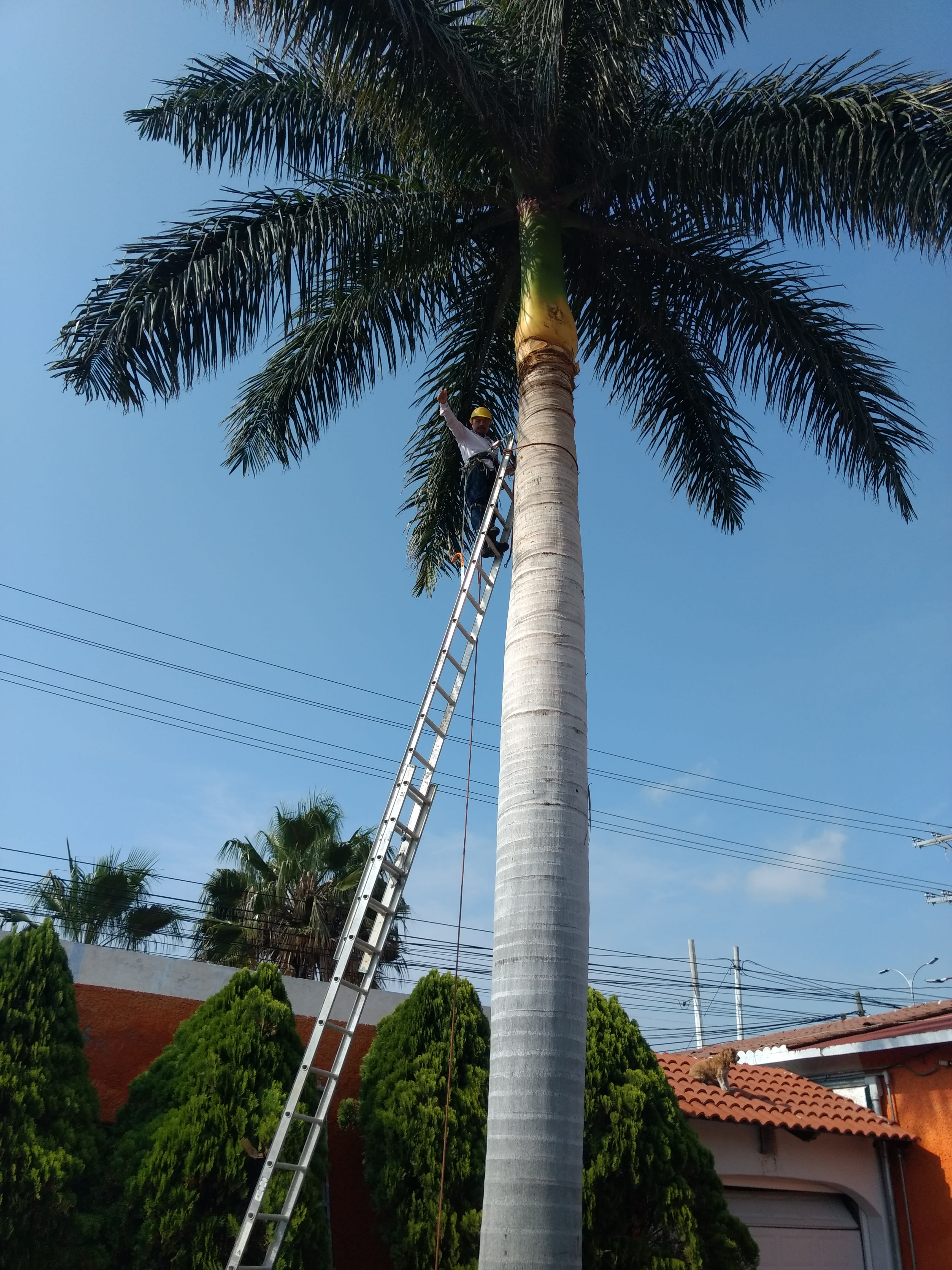 Poda de Árboles y Palmeras Querétaro | Querétaro