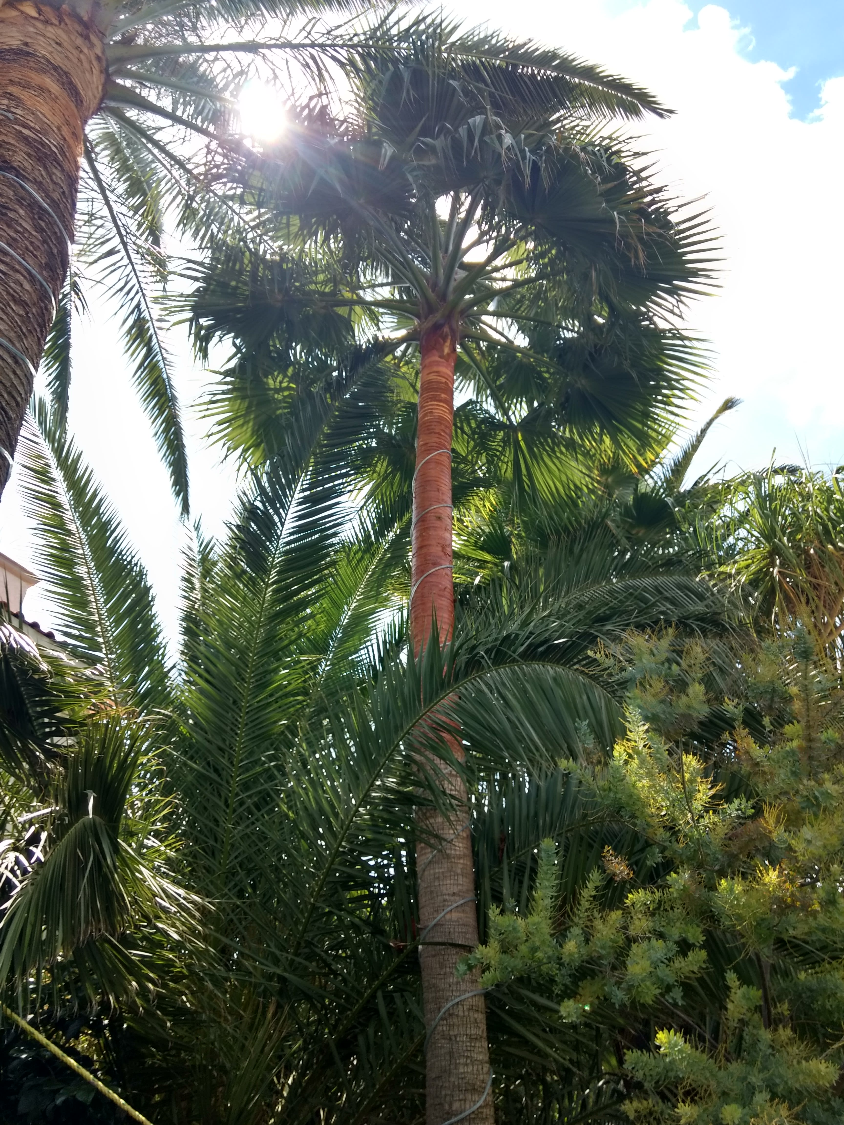 Poda de Árboles y Palmeras Querétaro | Querétaro