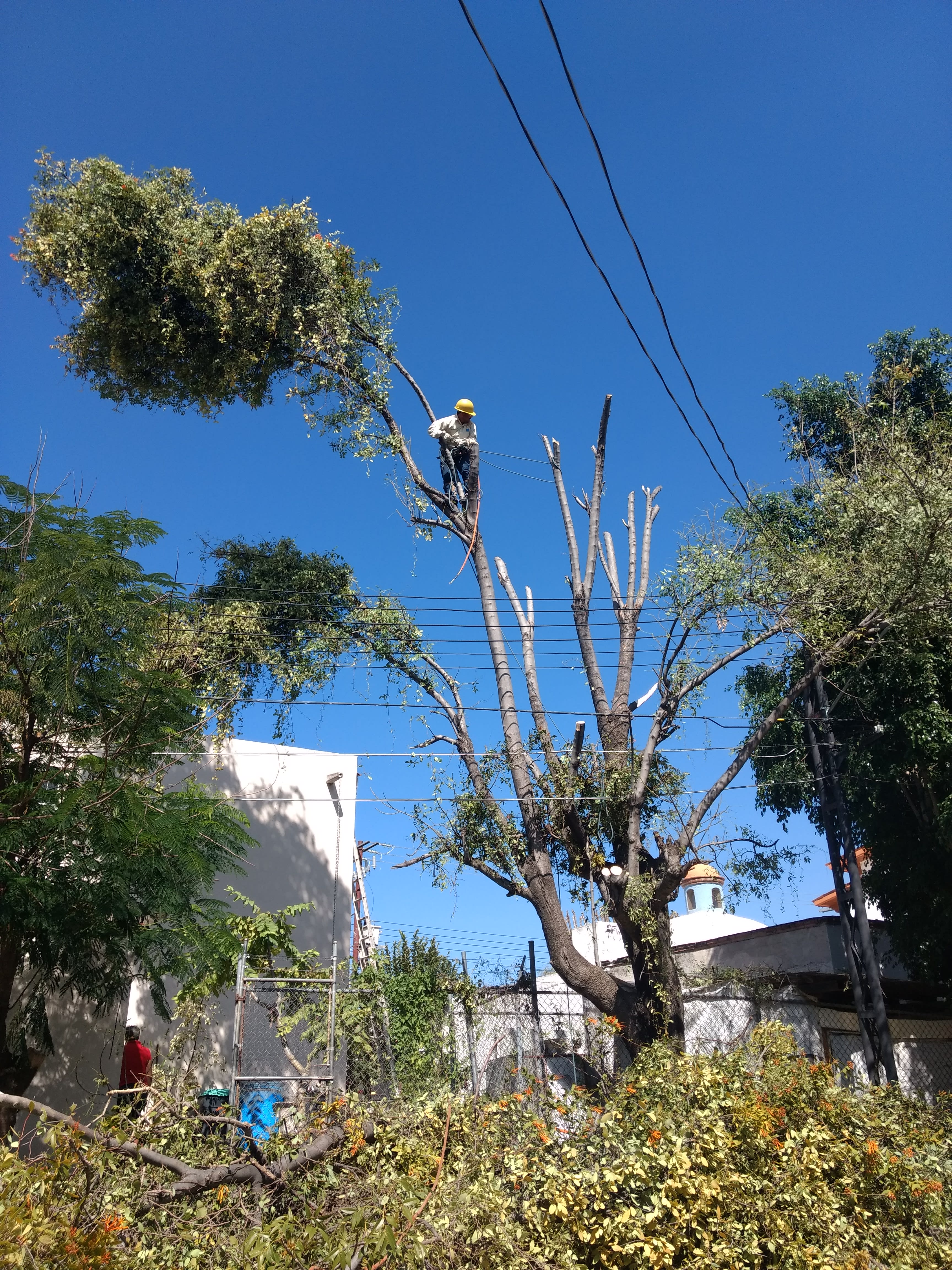 Poda de Árboles y Palmeras Querétaro | Querétaro