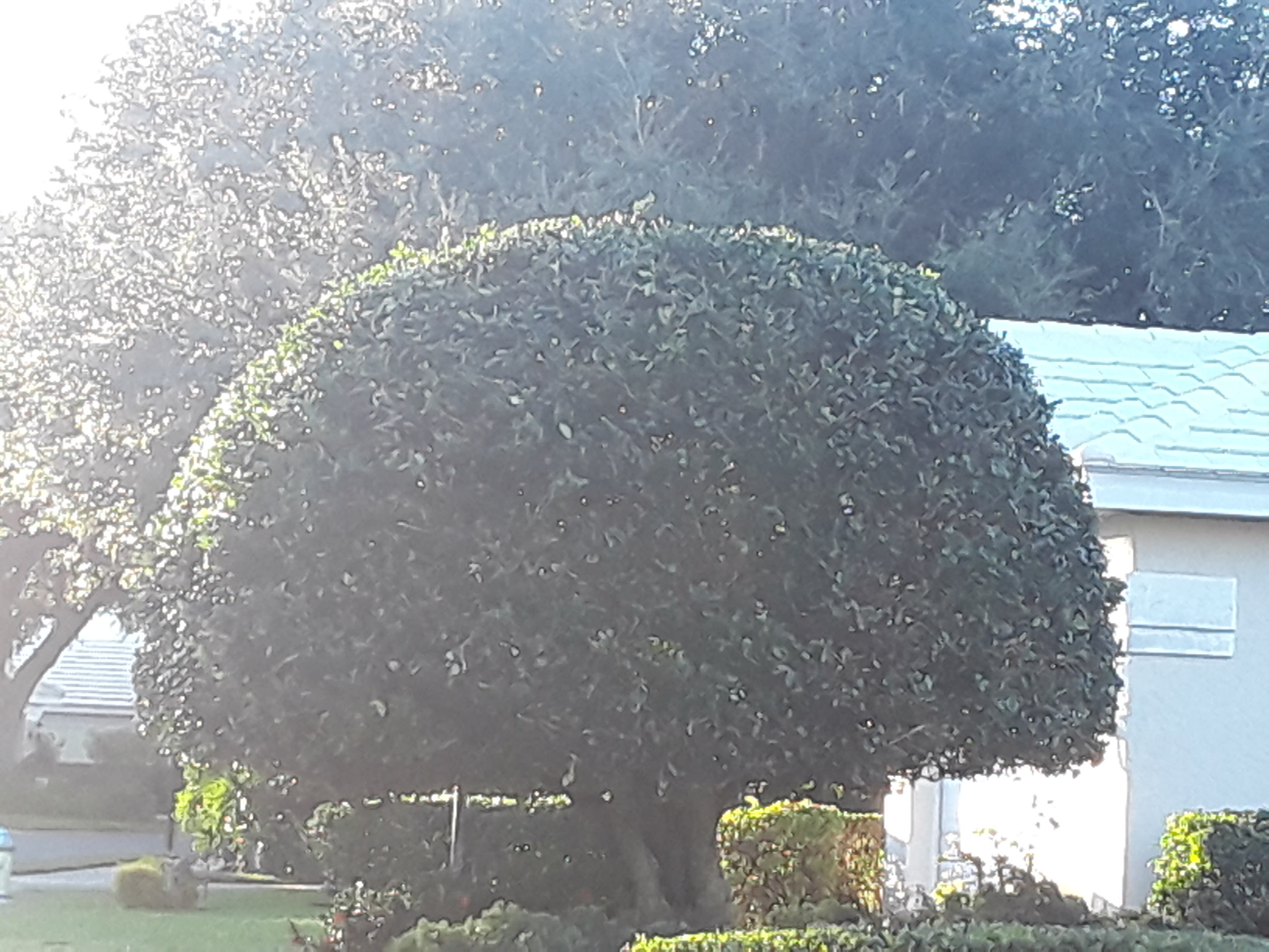 Dan's Tree Service Tree Service in Venice