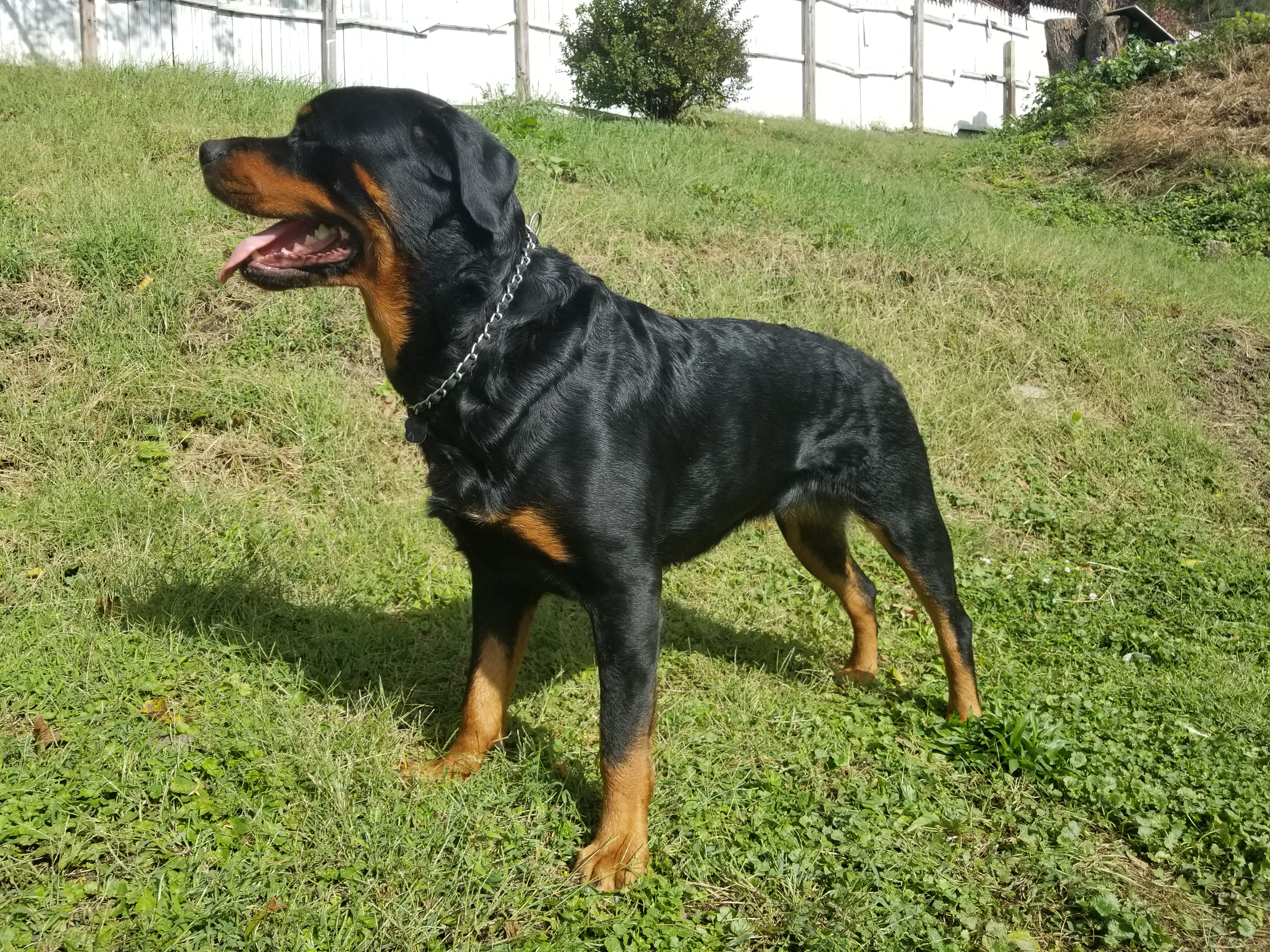 Cross St. Rottweilers