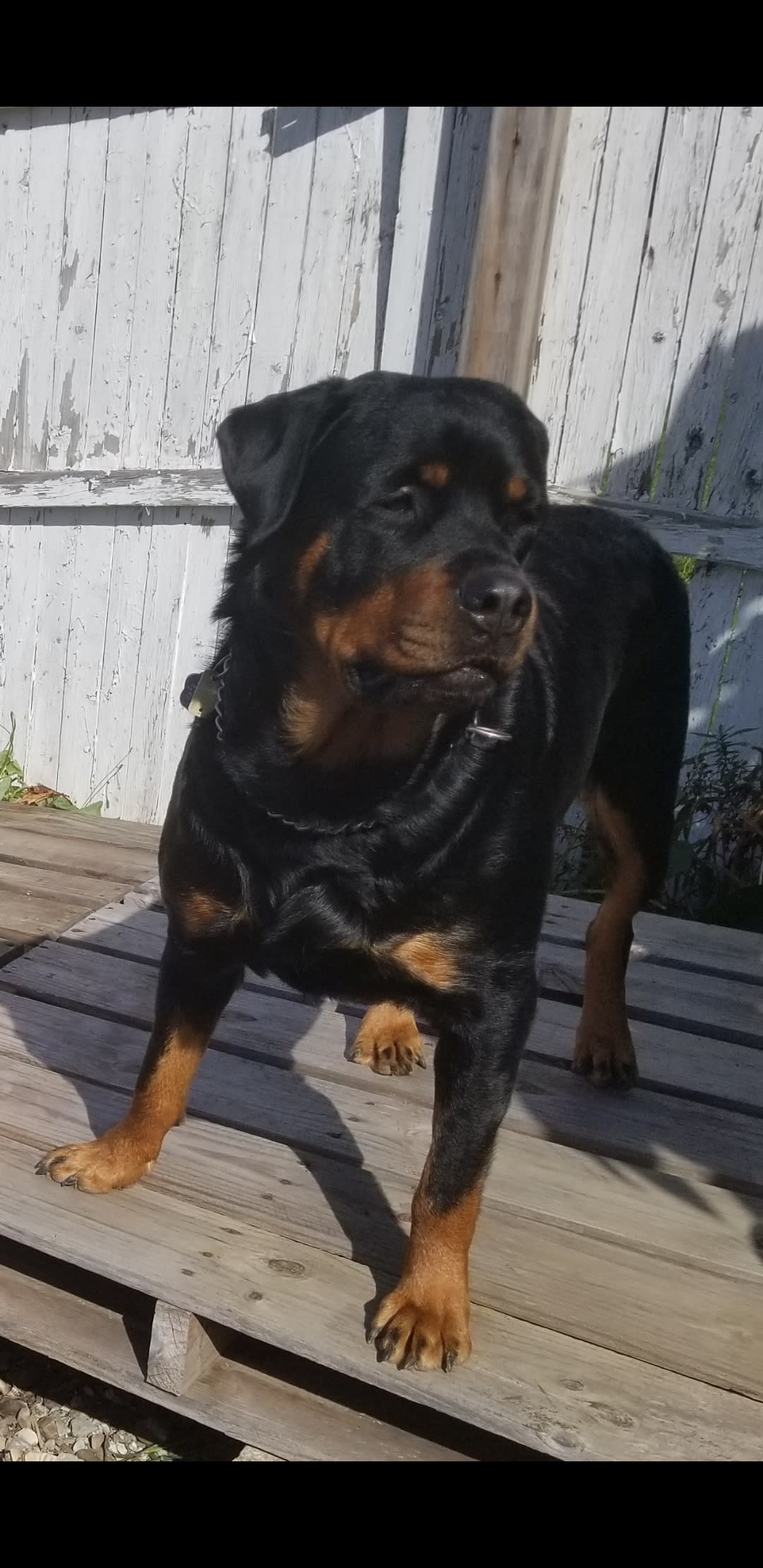 Cross St. Rottweilers