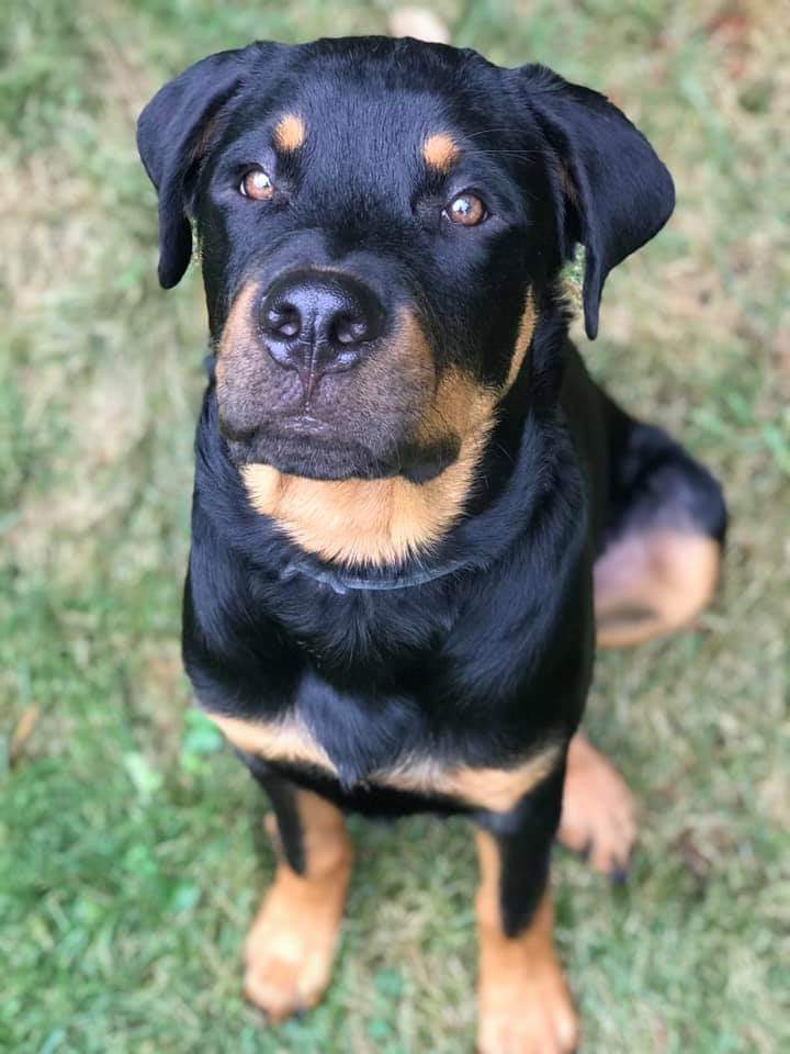 Cross St. Rottweilers