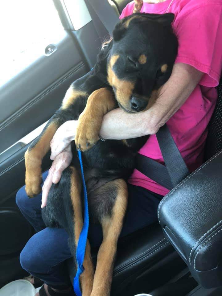 Cross St. Rottweilers