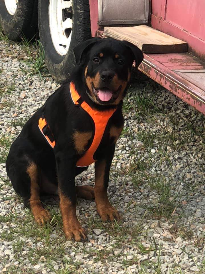 Cross St. Rottweilers