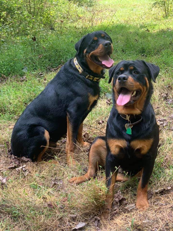 Cross St. Rottweilers