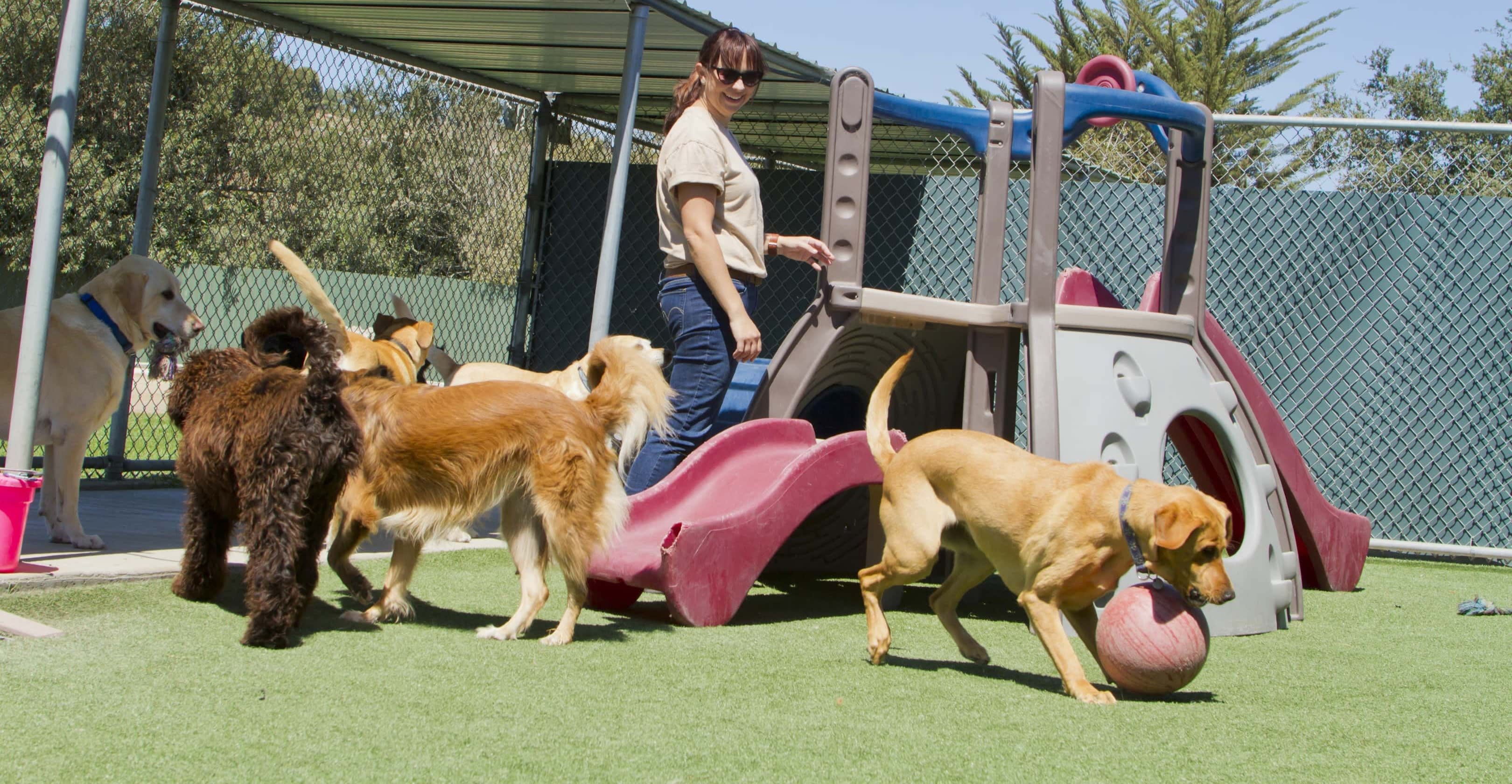 The Moorie Kennels Pet Boarding in Montrose