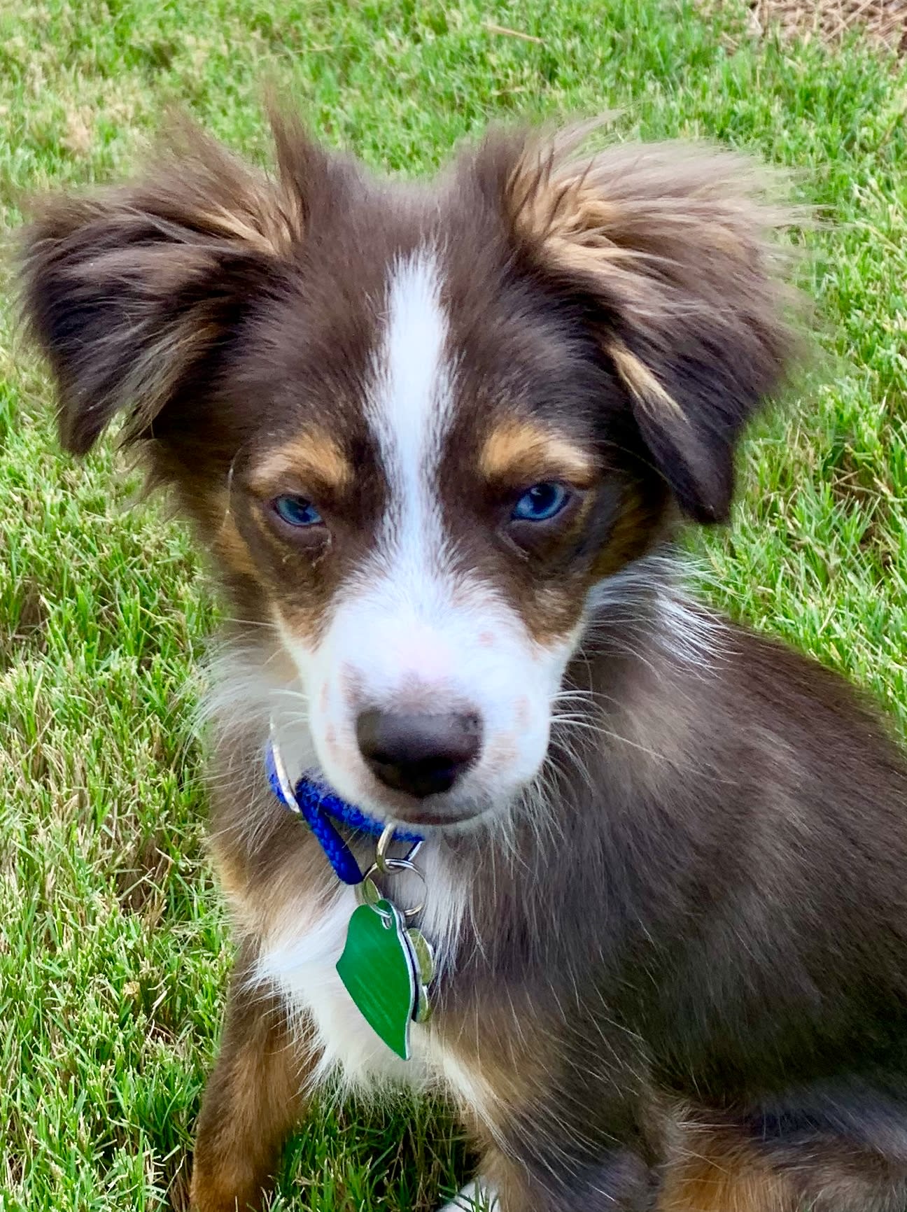 walkabout toy aussies