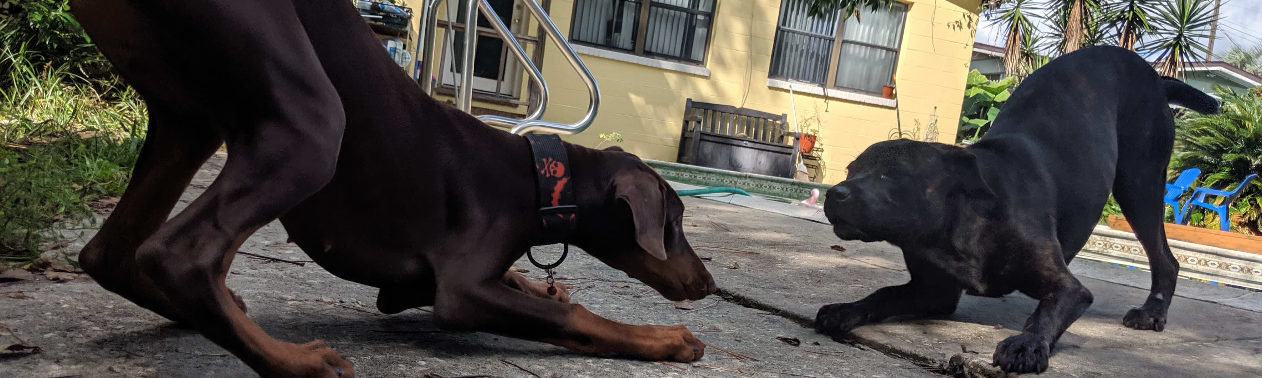 Pawsitive Vibes Doggie Daycare Jacksonville Pet Boarding