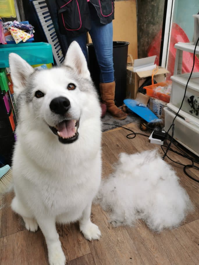 Coat deshedding Pet Grooming Just For The Love Of Dogs Dog Groomer