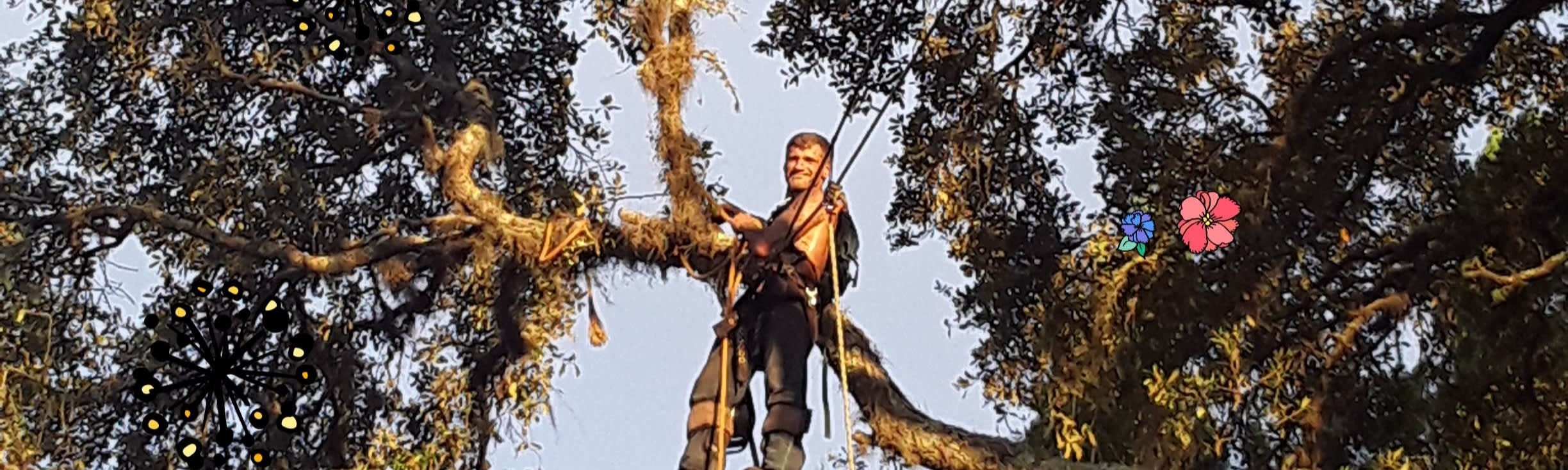 Abs Trees Inc. Summerfield Tree Service