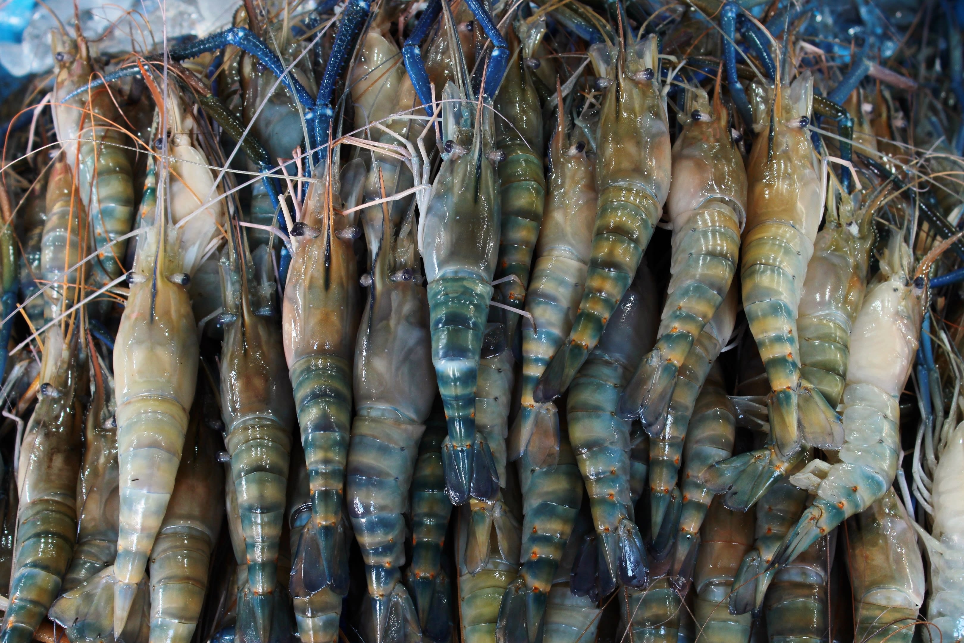 Distribución de mariscos de mayoreo y menudeo - Pescados y Mariscos