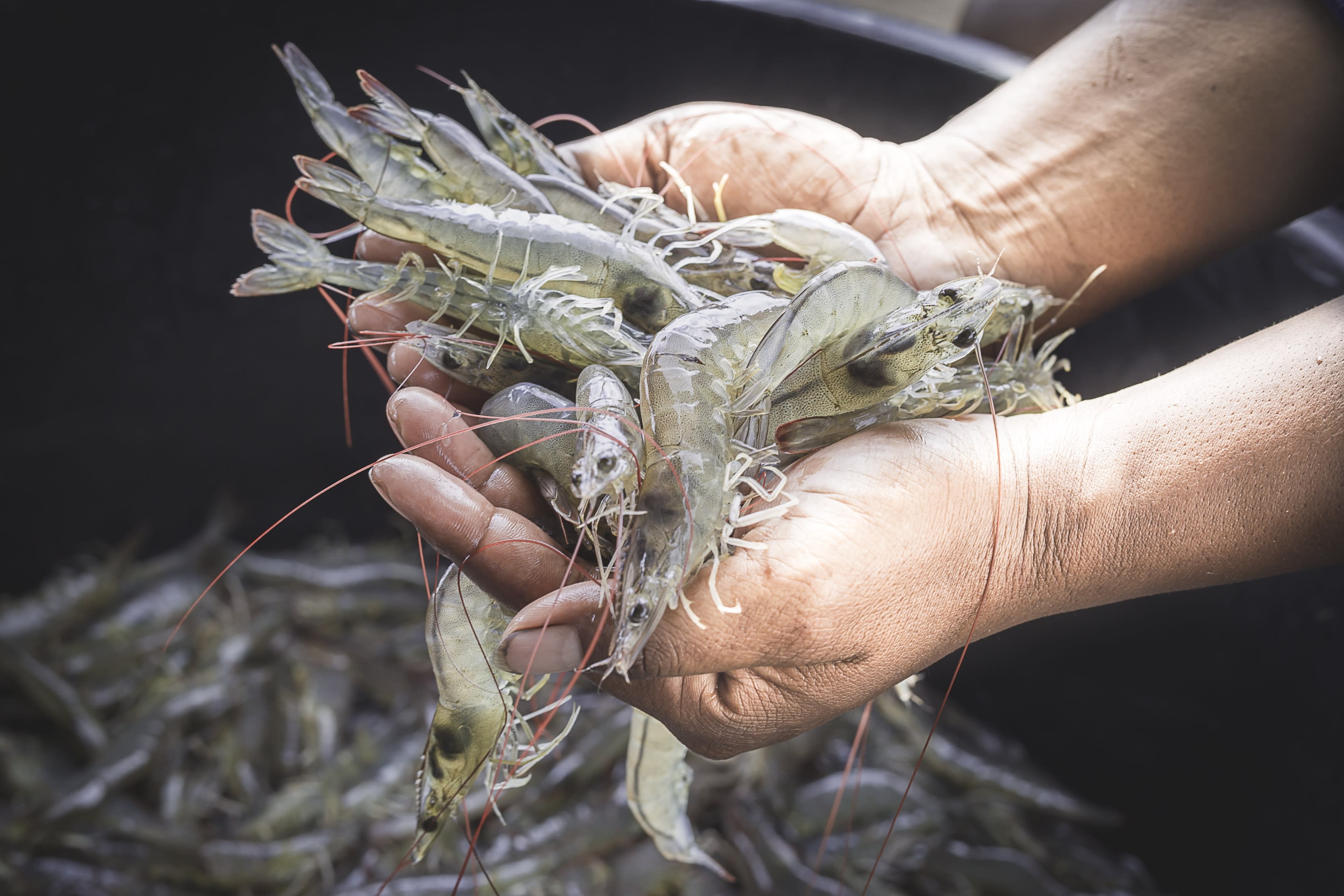 Seafood Wholesale Store Crawfish Market Supermarket Denver