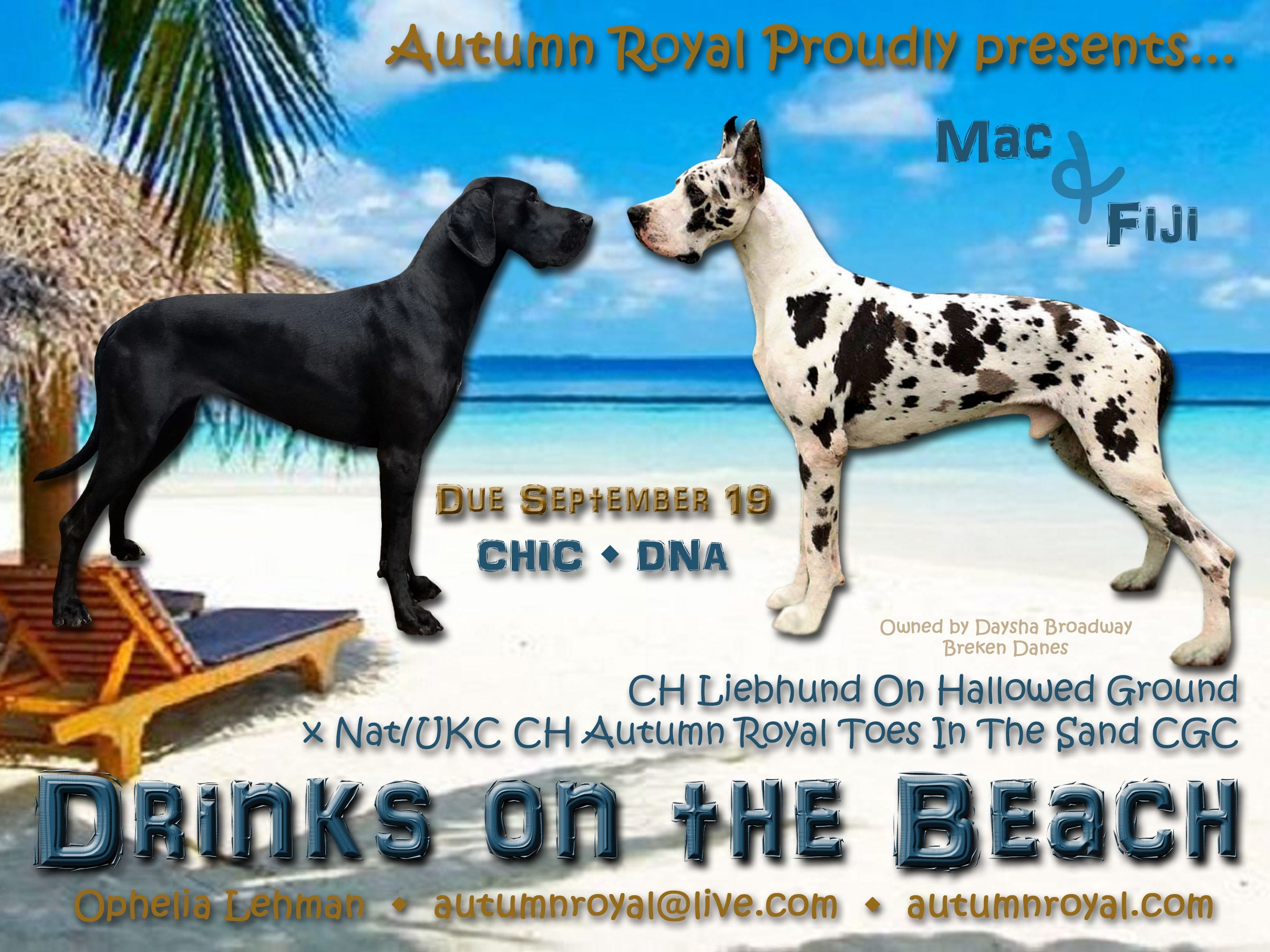 Autumn royal great hot sale danes