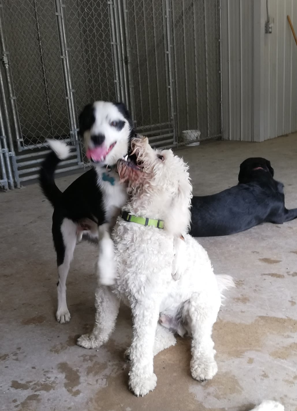Macintosh Kennel Pet Boarding in Fredericton