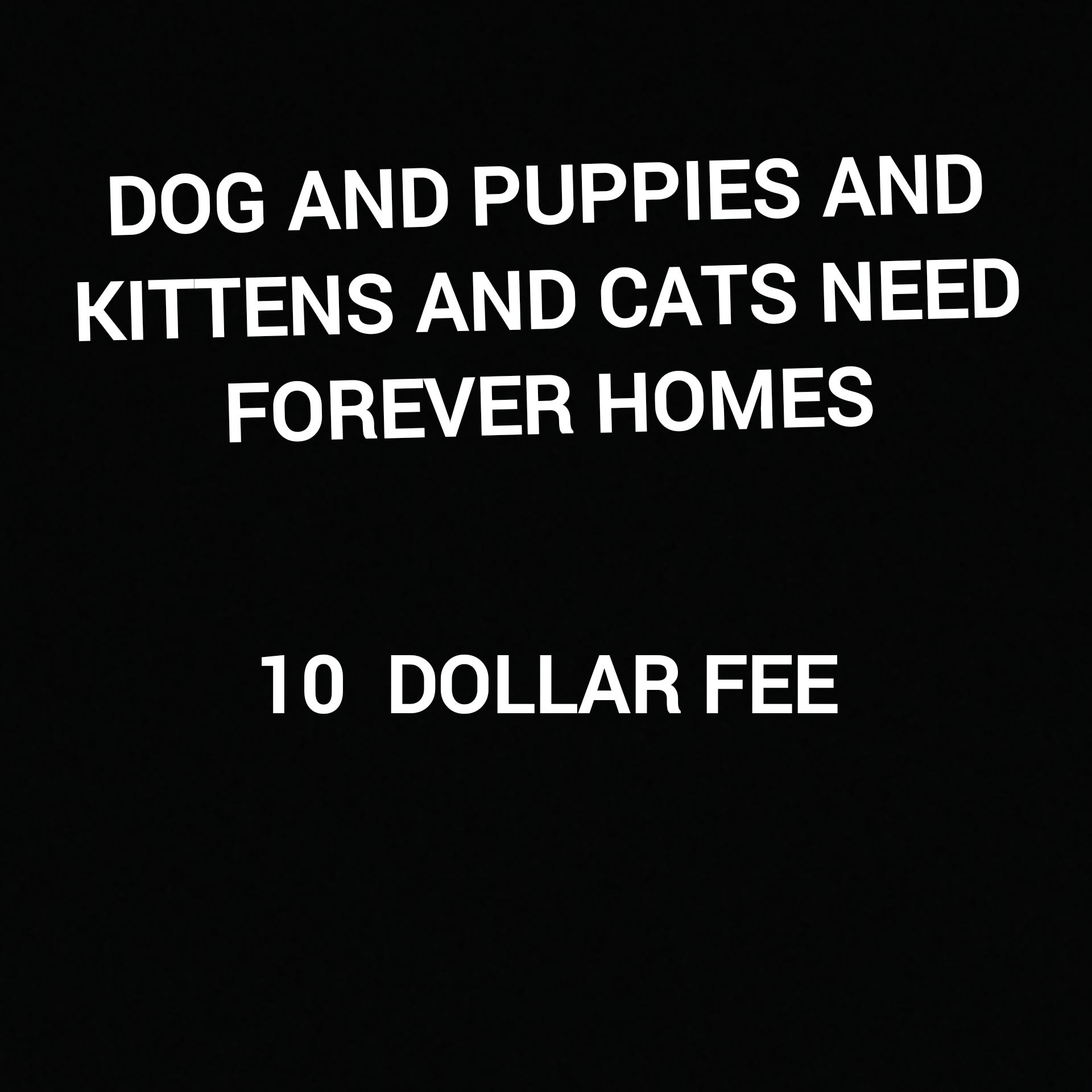 Pets Need Homes