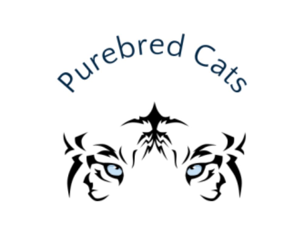 Purebred Cat's